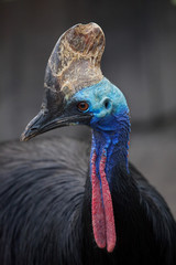 Southern cassowary (Casuarius casuarius)