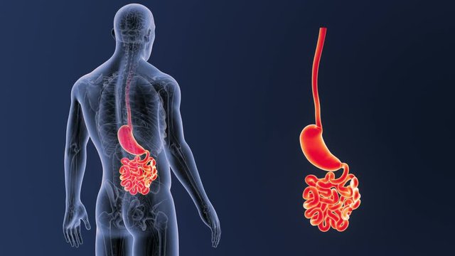 Stomach and Small Intestine zoom with Anatomy
