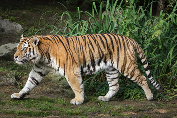 Fototapeta na wymiar Siberian tiger (Panthera tigris altaica)