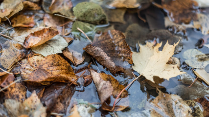 Multicolored wet leaves after a rain. In the water in nature. In the puddle the foliage is wet. Beautiful background of leaves on the ground. Brown orange foliage.