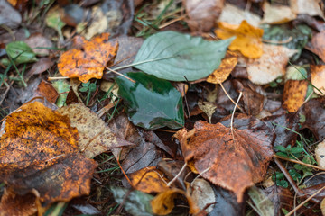 Dirty leaves on the ground in the autumn day in the city.