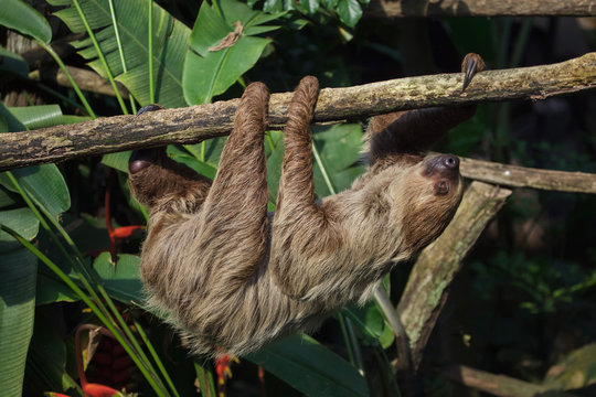 Linnaeus's two-toed sloth (Choloepus didactylus)