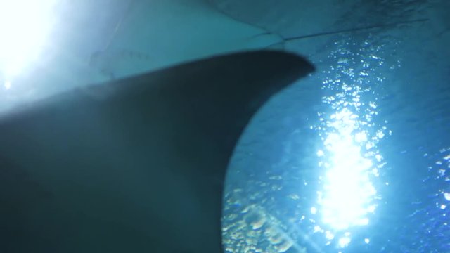 Sting ray swimming in aquarium