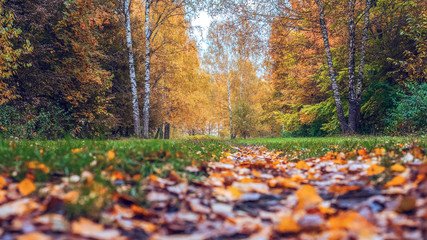 Autumn forest. Beautiful background, park in bright leaves. Road in the woods in the afternoon. Green and orange nature background after rain. Road strewn with leaves.