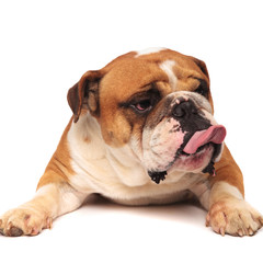 Obraz premium grumpy english bulldog is sticking out tongue to side