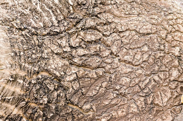 Texture of tropical tree bark close up view.
