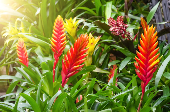 Flowering vriesea plants in thickets of tropical moist forest.