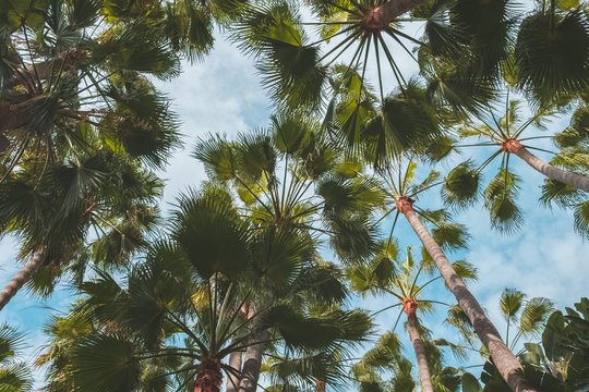 palm trees on blue sky - tropical background