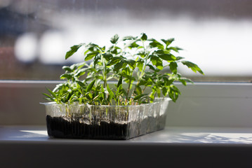 Seedlings of tomatoes and peppers on the windowsill