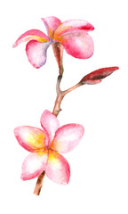 Tropical exotic blooming plumeria branch
