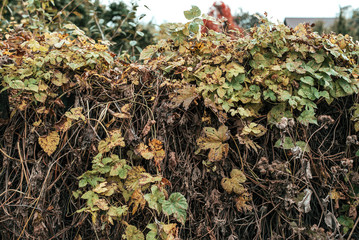 Dried bushes in fall near the fence.