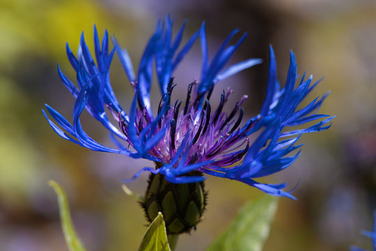 Blue mountain cornflower