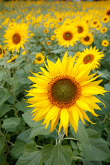 Fototapeta premium ひまわりの花