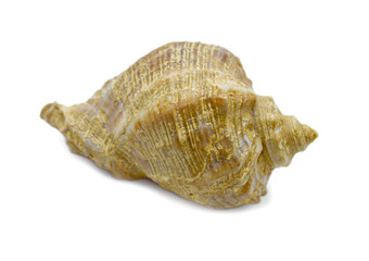 isolated, seashell, seashells, white, background, conch, nature, decoration, sea, wildlife, spiral, marine, shell, souvenir, invertebrate, surface, fauna, skeleton, cone, depth, pod, calcium, conical,