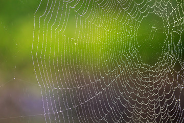 蜘蛛の巣と水滴