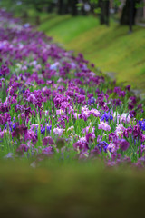 Naklejka premium 花菖蒲