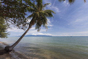sandy beach with palm trees