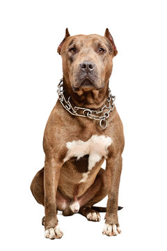 Serious Pit Bull Dog Isolated On White Background