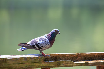 鳩のポートレート