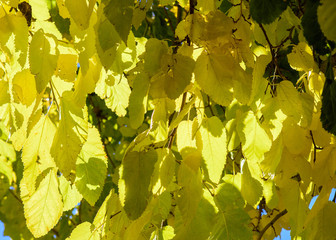 Leaves texture in autumn