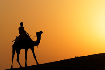 Un chameau au soleil couchant