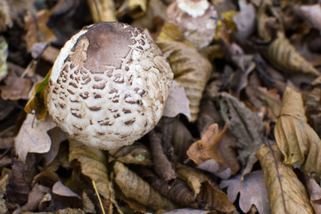 Wild mushroom growing outside in the forest, natural food