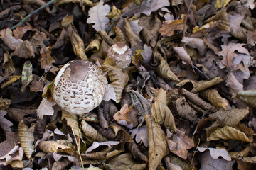 Wild mushroom growing outside in the forest, natural food