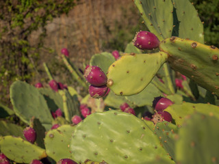 Prickly Pear Cactus closeup