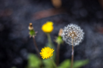 タンポポの綿毛
