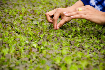 Close up of female farmer hand examining Young seedlings in a hothouse,lettuce sprouts