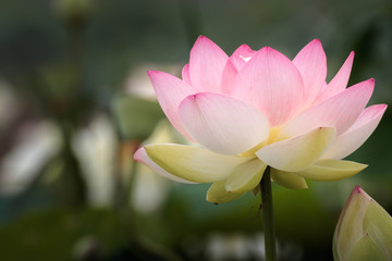 Obraz premium 蓮の花