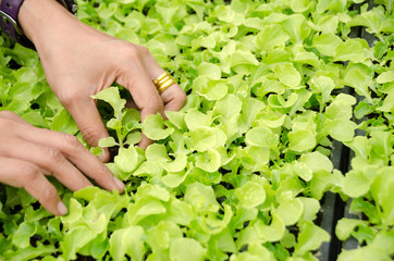 Close up of female farmer hand examining Young seedlings in a hothouse,lettuce sprouts