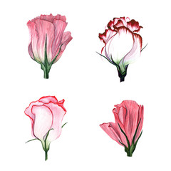 Watercolor set of flowers Eustoma
