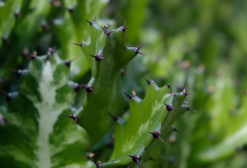 cactus tree closeup - black spiked cactus tree macro