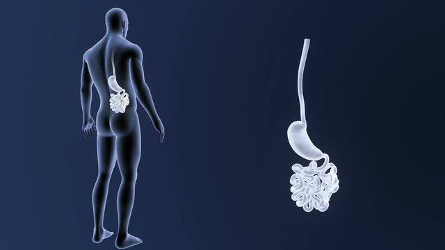 Stomach and Small Intestine zoom with Body