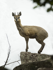 klipspringer in static optic display, Mlilwane, Swaziland, Africa