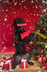 Black dog with red Christmas gift