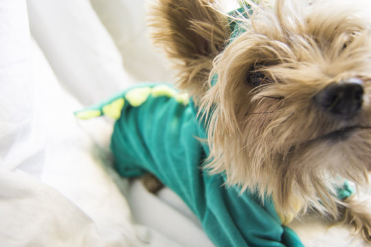 Perro peque&ntilde;o yorkshire disfrazado de dinosaurio