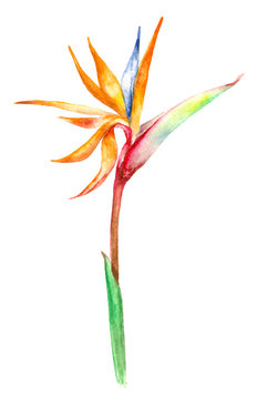 Blooming Strelitzia Flower