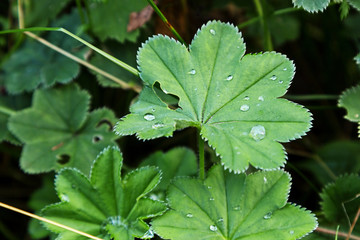 Leaf with a dew drop