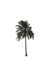 coconut tree on white background