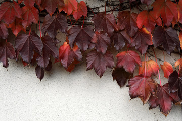 蔦の紅葉
