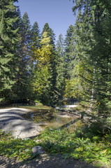 Fototapeta na wymiar Old park Tsarska or Royal Bistritsa with terraced river and differently trees in the venerable autumnal forest near by resort Borovets, Rila mountain, Bulgaria 