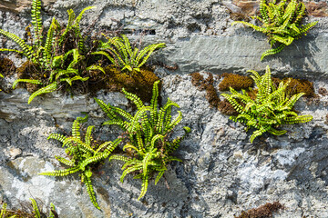 Weed growing from stome wall.
