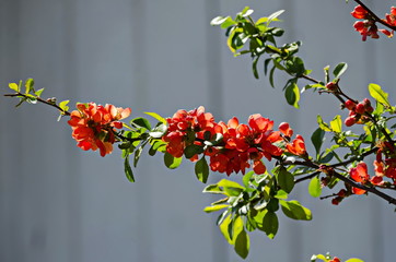 Japanese quince or Chaenomeles speciosa branch - blossoming in springtime, Sofia, Bulgaria 