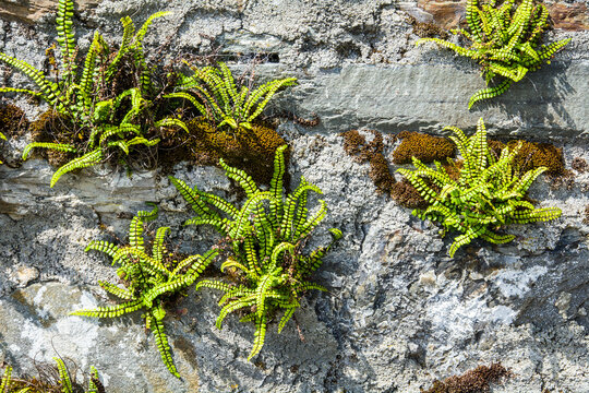 Weed growing from stome wall.
