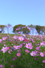 コスモス畑＠長崎県諫早市白木峰