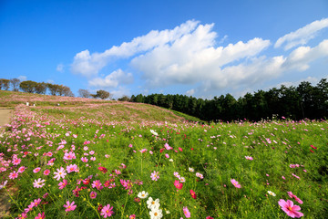 コスモス畑＠長崎県諫早市白木峰