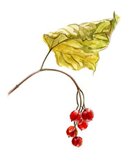 Red berries of viburnum on a branch  with yellow leaves, watercolor sketch, isolated