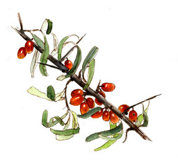 Branch of sea buckthorn berries, watercolor sketch, isolated